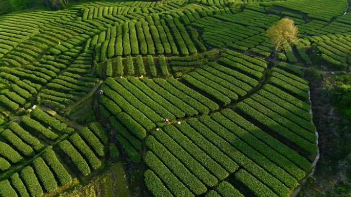 大自然春天茶山茶园采茶绿茶