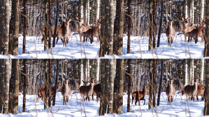 在冬季森林中行走的马鹿。野生动物，在自然环境中饲养鹿