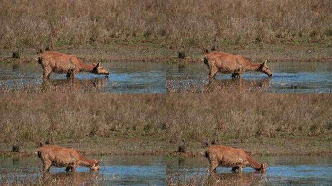 水鹿在印度中央森林的池塘中以慢动作吃藻类