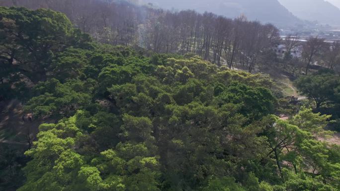 【原创】杨家溪 榕枫公园 榕树 枫树