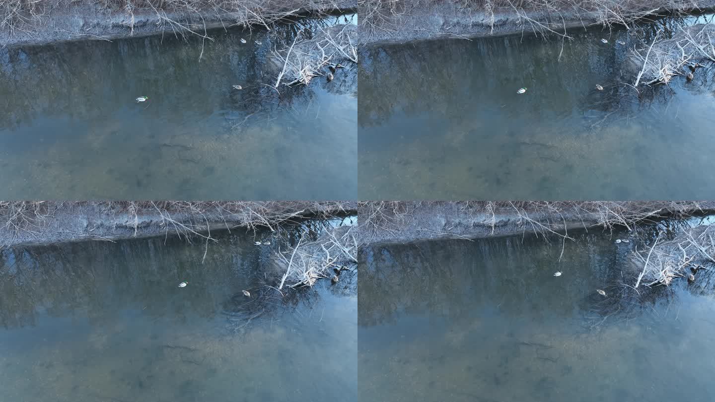 水中觅食的绿头鸭