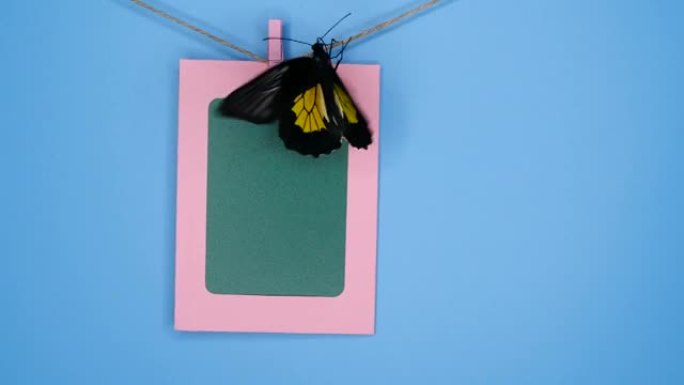 相框上的鸟翅蝴蝶