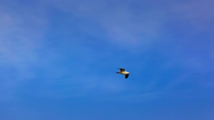 天空中飞行的海鸥鸟。有云彩的美好一天