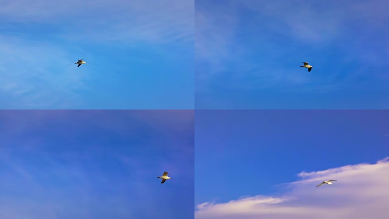 天空中飞行的海鸥鸟。有云彩的美好一天