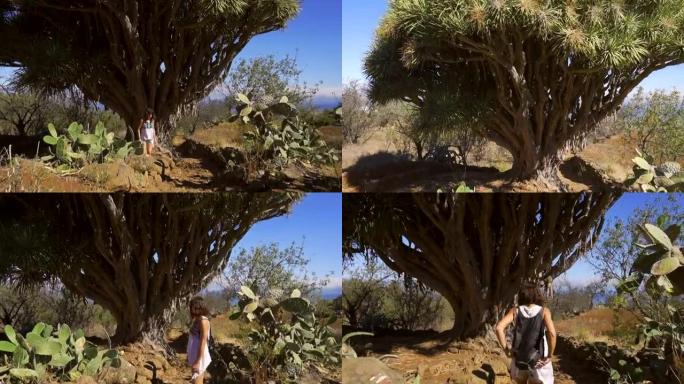 一名年轻女子沿着拉斯特里西亚斯小径上的巨龙树小径行走。加那利群岛拉帕尔玛岛北部的加拉菲亚镇