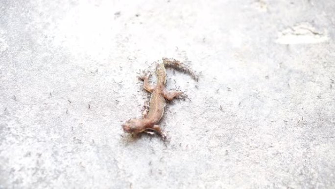 吃蜥蜴的黑蚂蚁一群蚂蚁实拍素材