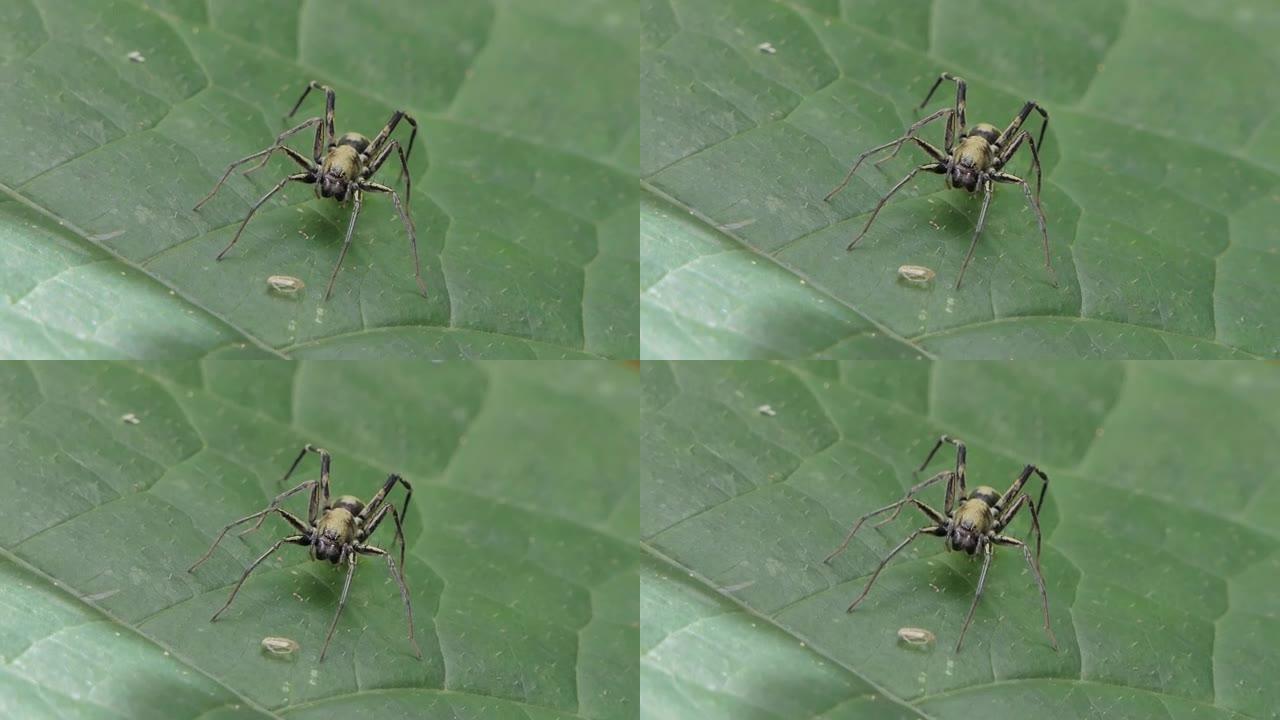 黑蜘蛛，蚂蚁拟态，绿叶上。