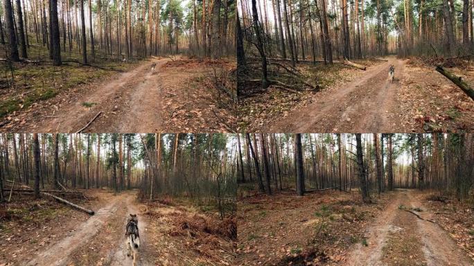 捷克斯洛伐克狼狗沿着森林道路奔跑