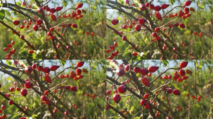 阳光照在带有红色玫瑰果的小灌木上，特写细节 (Rosa Canina - dog rose-frui
