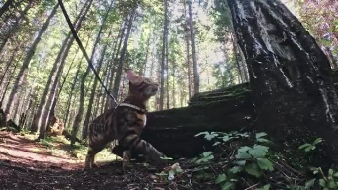 城市公园里的一只猫。孟加拉野猫穿着衣领走在森林上。亚洲丛林猫或沼泽或芦苇。驯养的豹猫。