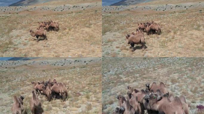 蒙古戈壁沙漠中的双峰驼。牧场上的一群动物