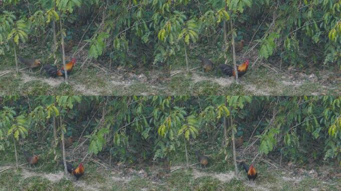 红色的丛林猫头鹰在大自然中吃东西。