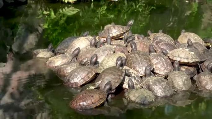 池塘里的海龟
