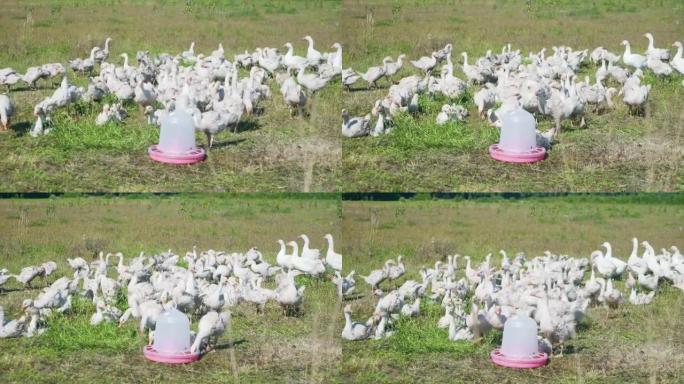 一群可爱的小白家鹅在阳光明媚的金色夏日乡村风景中快乐地行走。高增益效应。景深。4k分辨率