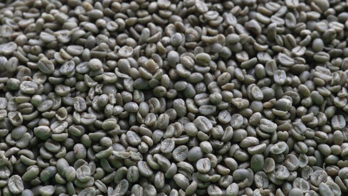 筛选咖啡生豆