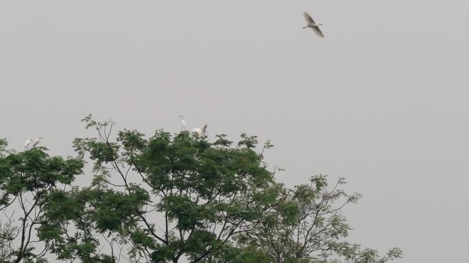 白鹭在河边湿地觅食飞翔