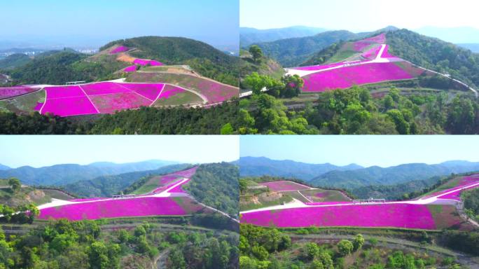 花 春天 达人谷 花海1