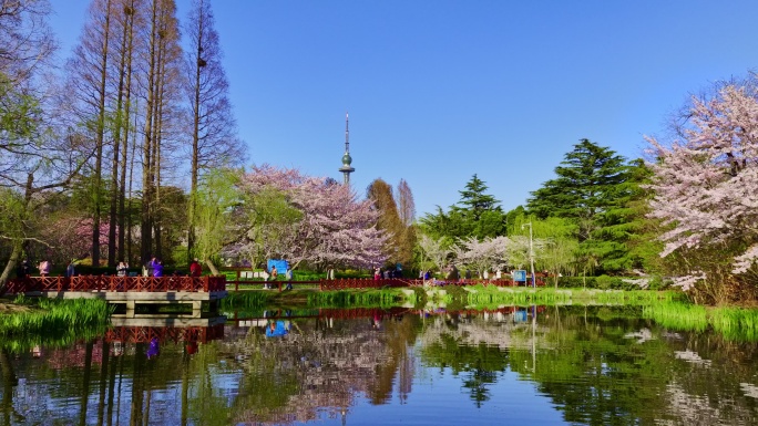 青岛中山公园樱花大道的春天