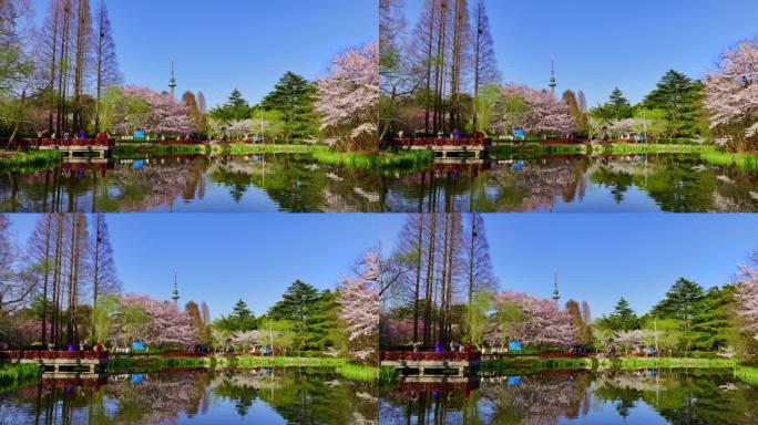青岛中山公园樱花大道的春天
