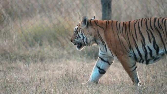 一只巨大的雄性孟加拉虎在印度中央森林中慢动作行走