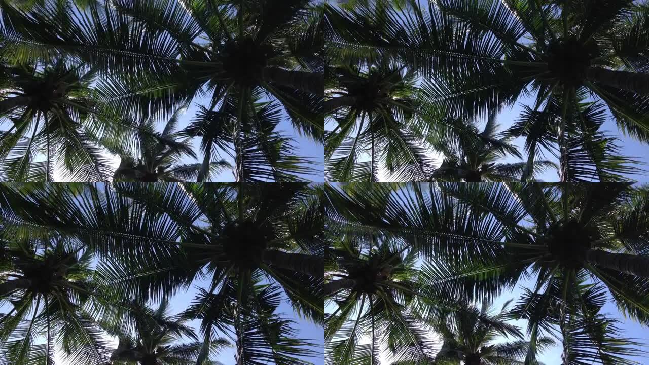 椰树下的热带气氛，阳光明媚的蓝天上有新鲜的绿色叶子