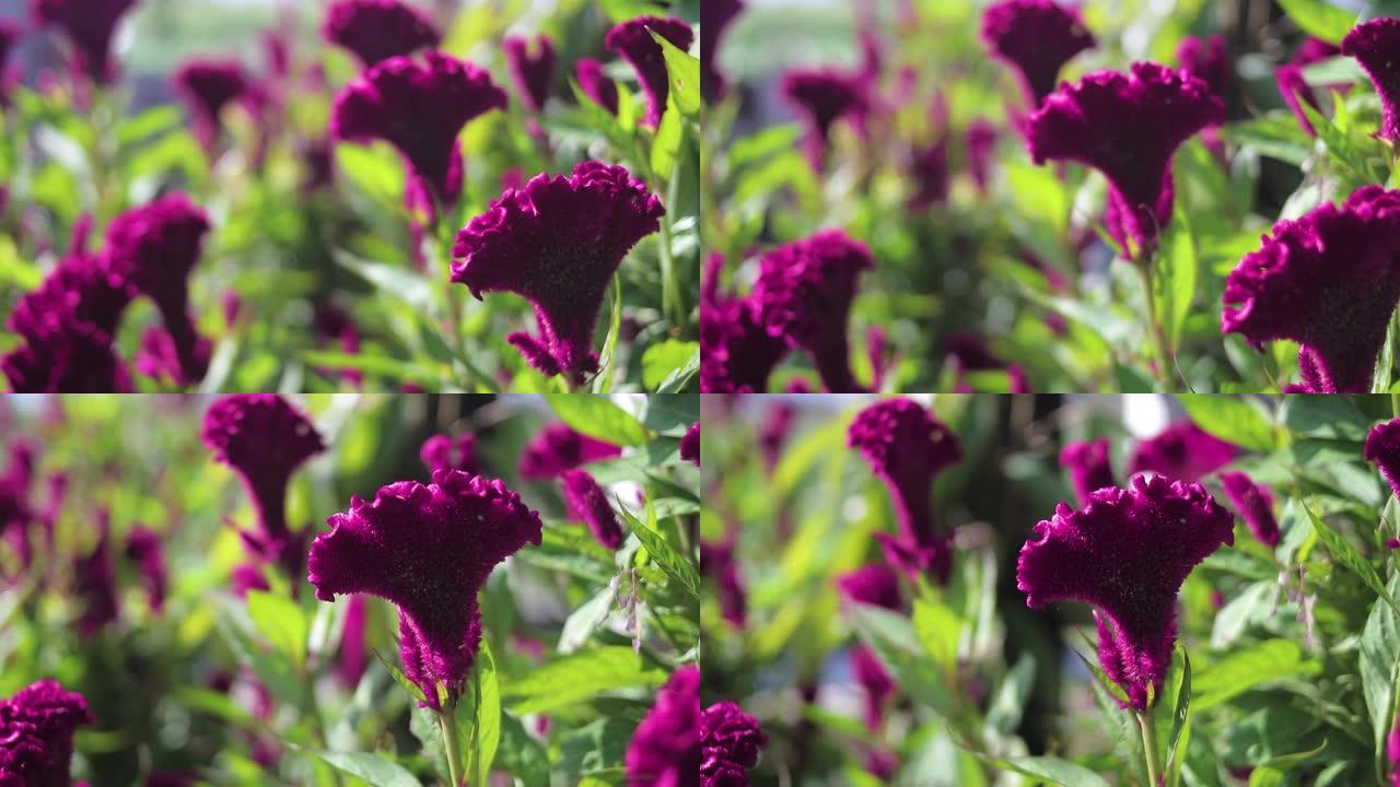 鸡冠花或鸡冠花，绿叶开花。美丽的洋红色花卉素材。