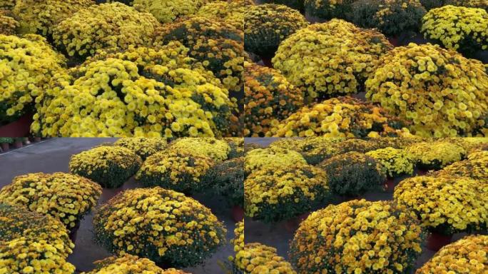 大花盆，有许多盛开的黄色花朵。在亚洲庆祝春节假期或农历新年时，购买黄色花朵是亚洲人的传统。TET概念