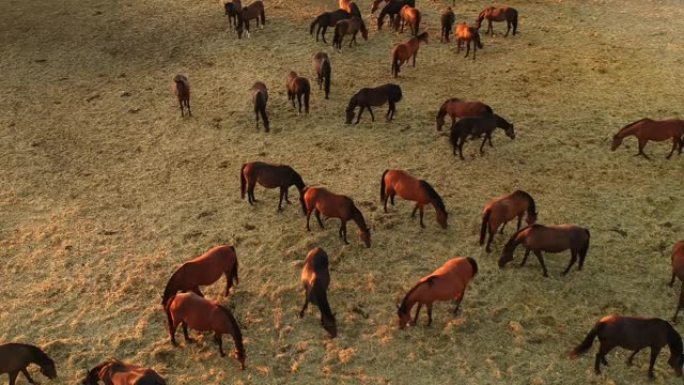 一架美丽的马的飞行无人机的航拍视频站在日落时气候干燥的农村土地上。