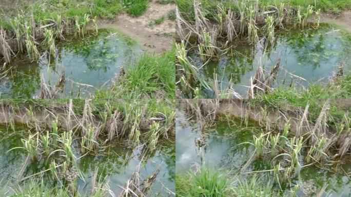 藻类覆盖的池塘周围有沼泽草