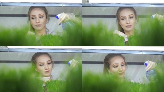 年轻女孩用水喷洒微绿蔬菜。小型微型绿色农场