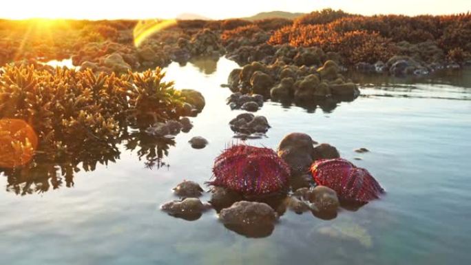 黎明的鹿角珊瑚和红海顽童。