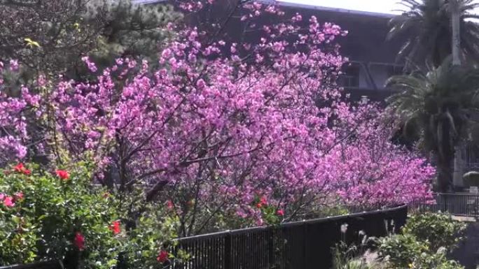 冲绳那霸代木公园盛开的樱花