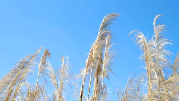 芦苇摇摆芦苇干枯秋天