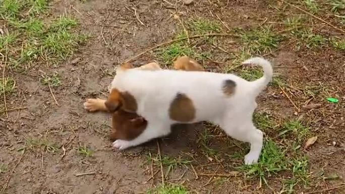 两只小狗在院子里玩耍，翻筋斗，咬人。学会战斗和保卫
