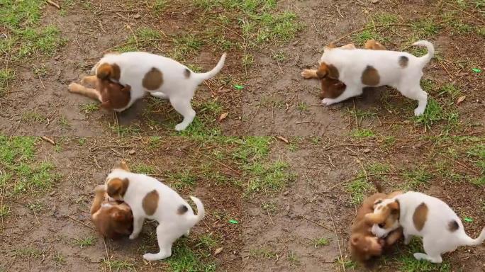 两只小狗在院子里玩耍，翻筋斗，咬人。学会战斗和保卫