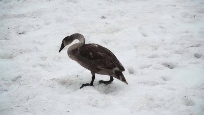 大灰鹅在冬天穿过雪地走到海边。