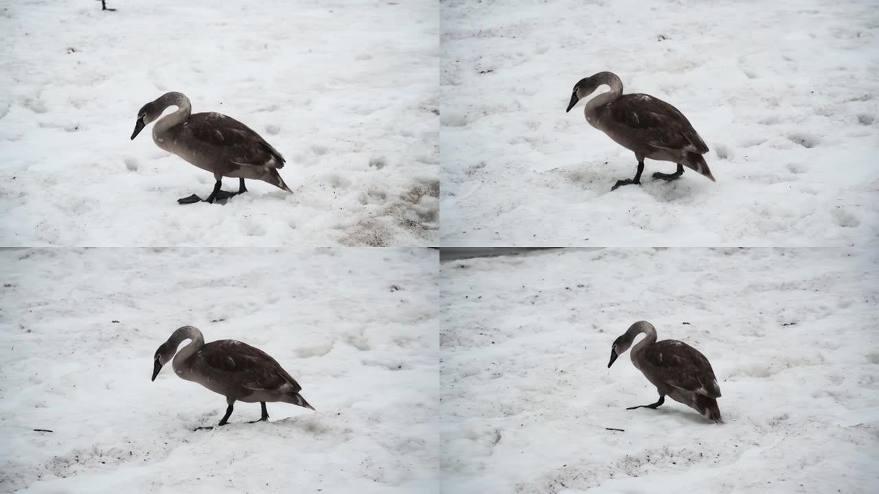大灰鹅在冬天穿过雪地走到海边。