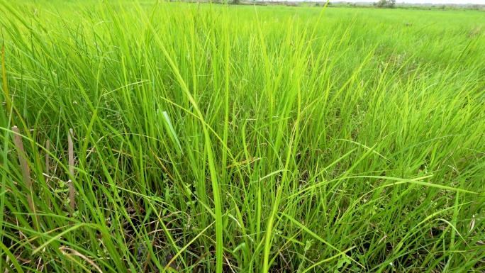 湿地野草
