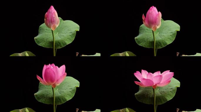 从芽到盛开的粉红色莲花的4k延时镜头，绿色的叶子被隔离在黑色背景上，特写b卷镜头侧视图。