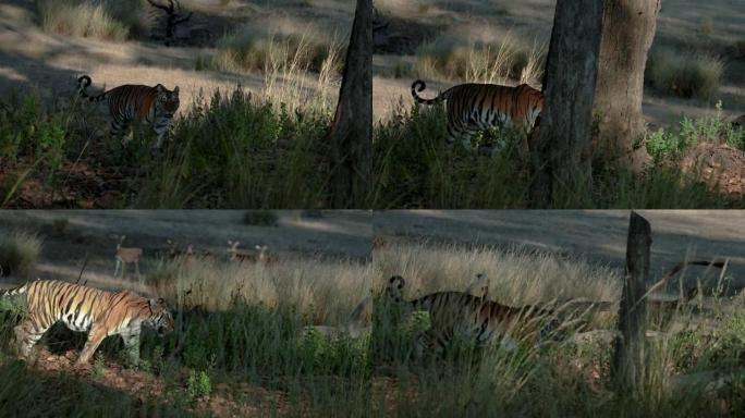 一只美丽的孟加拉虎试图以慢动作猎杀斑点鹿