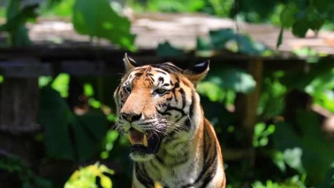 美丽的苏门答腊虎在徘徊。