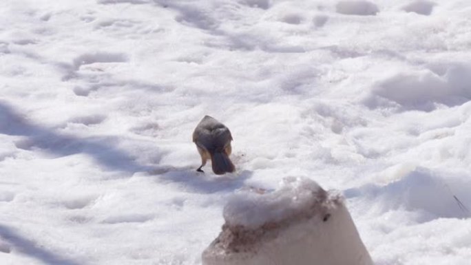 五颜六色的欧亚人杰伊吃雪中的食物。特写。冬天。野生动物。