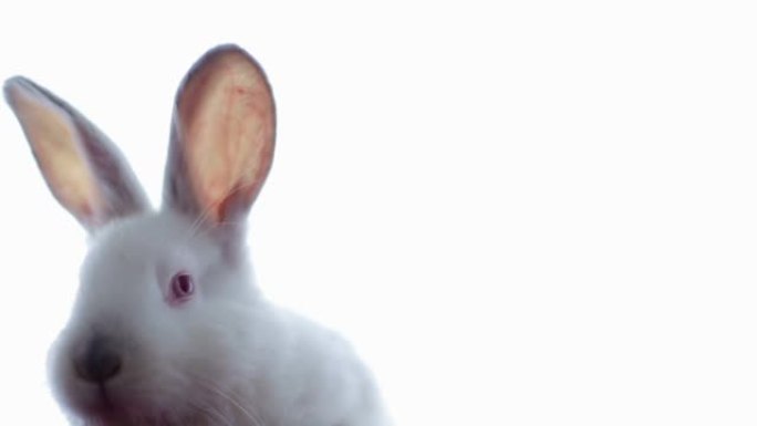 大耳朵白兔