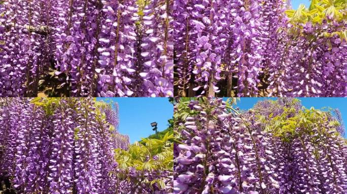 美丽的紫色紫藤花慢动作