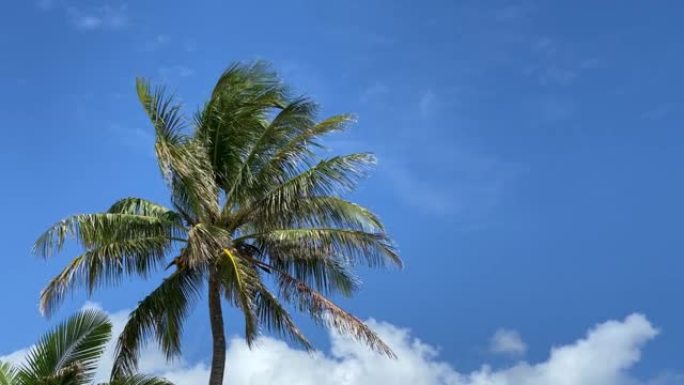 棕榈树在微风中轻轻摇曳，在蓝天下