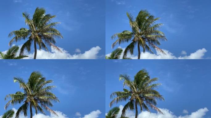 棕榈树在微风中轻轻摇曳，在蓝天下
