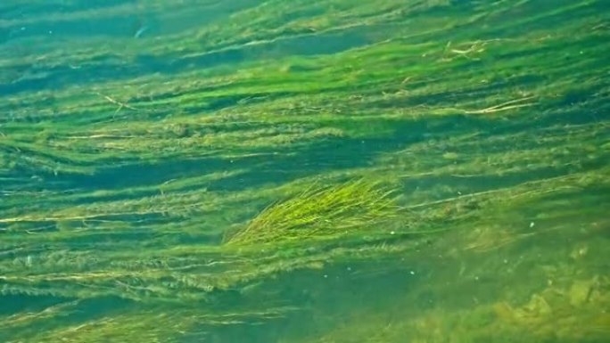 绿藻背景在一条快速的山河中长时间移动