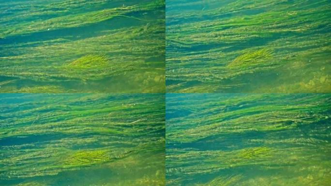 绿藻背景在一条快速的山河中长时间移动
