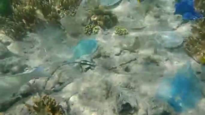 热带彩鱼在塑料和其他碎屑之间的珊瑚礁上吃草。珊瑚海底的面罩、塑料和其他碎片。海洋的塑料污染。(4K-