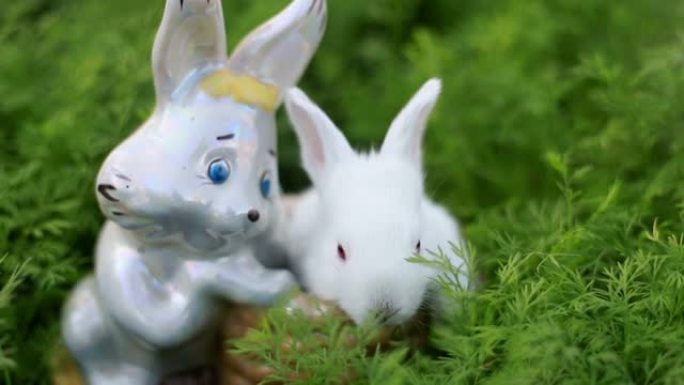 青草中的小白兔，沉稳甜美的小白兔坐在青草上，可爱的小兔子